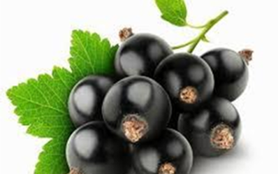 Ribes Nero e le sue proprietà